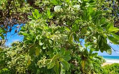 Heliotropium arboreum