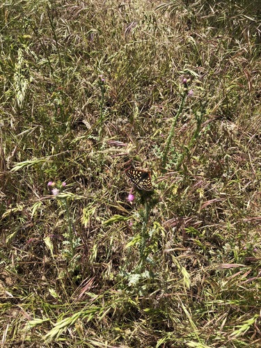 iNaturalist observation photo of Variable Checkerspot