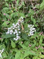 Ageratina