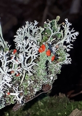 Cladonia cristatella