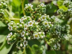 Heliotropium arboreum