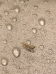 Deltocephalinae