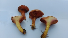 Chalciporus