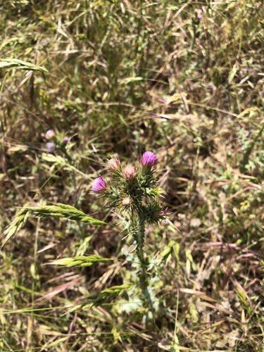 iNaturalist observation photo of plumeless thistles