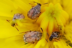Acanthoscelides pallidipennis