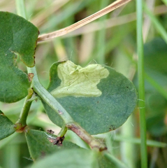 Coleophora discordella