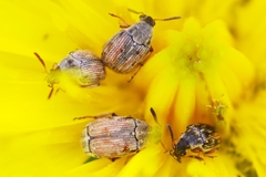 Acanthoscelides pallidipennis