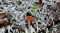 Cladonia cristatella