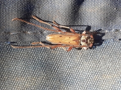 Eburida quadriguttata