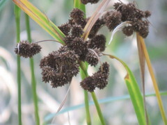 Juncus ensifolius