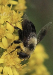 Eristalis flavipes