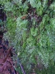 Hymenophyllum australe