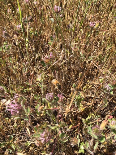 iNaturalist observation photo of Rose Clover