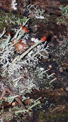 Cladonia cristatella