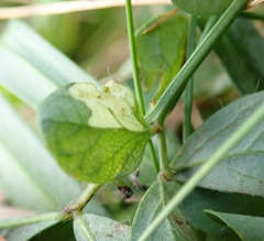 Coleophora discordella