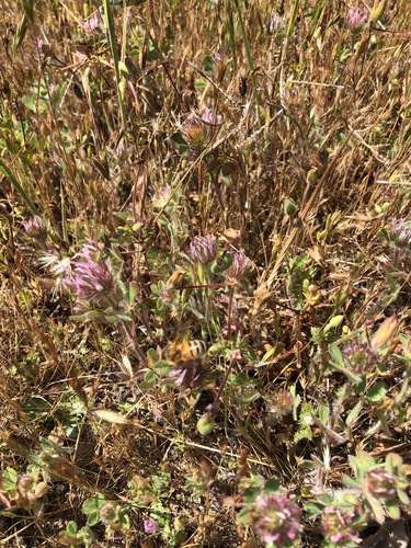 iNaturalist observation photo of Western Honey Bee