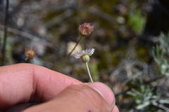 Erigeron divergens