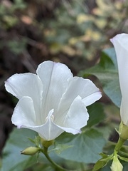 Calystegia purpurata