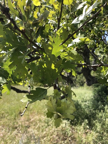 iNaturalist observation photo of valley oak