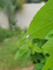 Myllocerus undecimpustulatus