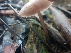 Entoloma readiae