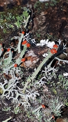 Cladonia cristatella