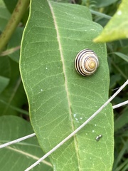 Cepaea hortensis