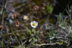 Erigeron divergens