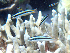 Thalassoma amblycephalus