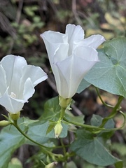 Calystegia purpurata