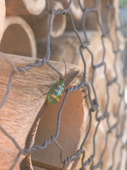 Diabrotica speciosa