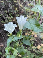 Calystegia purpurata