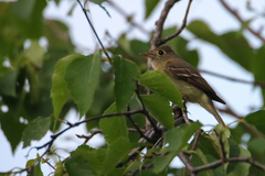 Empidonax occidentalis