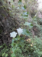 Calystegia purpurata