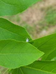 Myllocerus undecimpustulatus