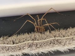 Opiliones