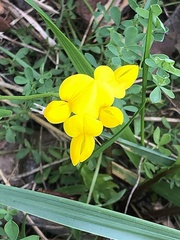 Lotus corniculatus