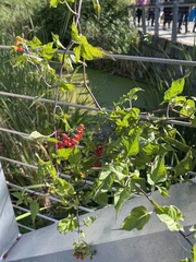Solanum dulcamara