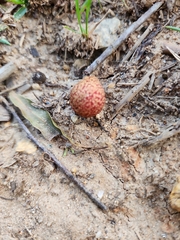 Amphibolips quercusjuglans