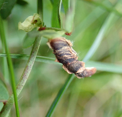 Coleophora discordella