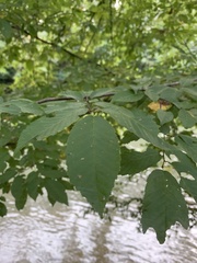 Carpinus caroliniana