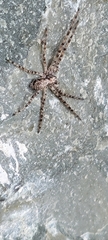 Araneomorphae