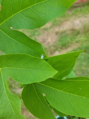 Myllocerus undecimpustulatus