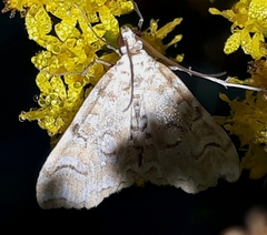 Elophila icciusalis