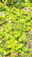 Taractrocerini