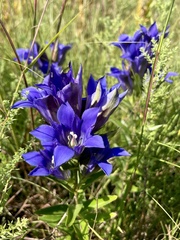 Gentiana puberulenta