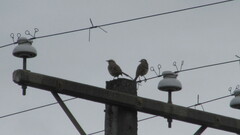 Mimus thenca