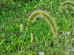 Setaria faberi