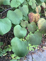Cercis canadensis