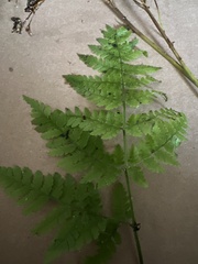 Dryopteris expansa